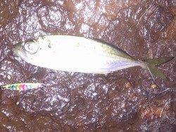 明石港でアジング、3gジグで2連発★