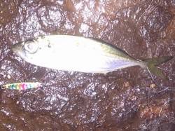 明石港でアジング、3gジグで2連発★