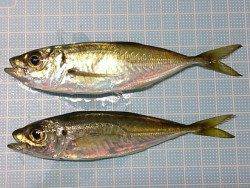 明石港でアジング、3gジグで2連発★