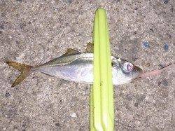 明石港でのアジング釣果