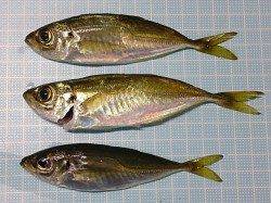 明石港でのアジング釣果