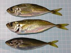 明石港でのアジング釣果