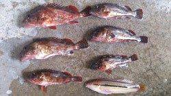 本荘人工島でシラサの胴突き釣り　〜ガシラ・ベラ〜