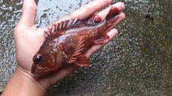 本荘人工島でシラサの胴突き釣り　〜ガシラ・ベラ〜