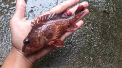 本荘人工島でシラサの胴突き釣り　〜ガシラ・…