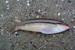 神崎海岸で投げ釣り、良型キスの釣果