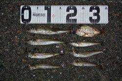 神崎海岸で投げ釣り、良型キスの釣果