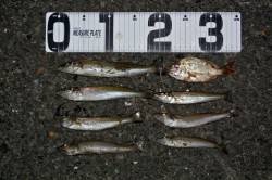 神崎海岸で投げ釣り、良型キスの釣果