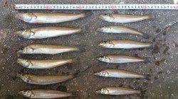 江井ヶ島　投げ釣りでキス＆アイナメ＆ベラなどの釣果