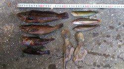 江井ヶ島　投げ釣りでキス＆アイナメ＆ベラなどの釣果