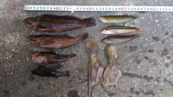 江井ヶ島　投げ釣りでキス＆アイナメ＆ベラな…