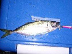 明石港でのアジング釣果