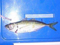 明石港　19時頃からのアジングで飽きない程度にアジのアタリ