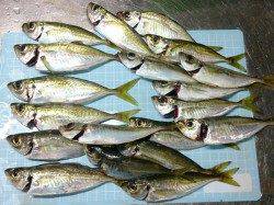 明石港　19時頃からのアジングで飽きない程度にアジのアタリ