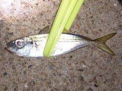 明石港でのアジの釣果