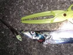 夕方から大蔵海岸でワインド、なかなか厳しか…