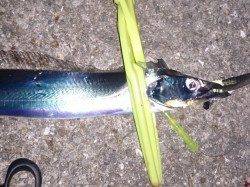 夕方から大蔵海岸でワインド、なかなか厳しかったです