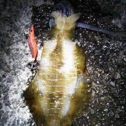 舞子公園にて16時からのエギング釣行、18時半にヒット