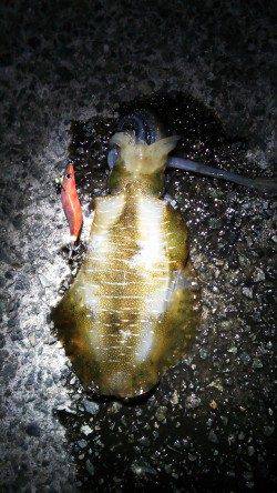 舞子公園にて16時からのエギング釣行、18時半にヒット