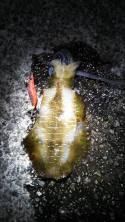 舞子公園にて16時からのエギング釣行、18…