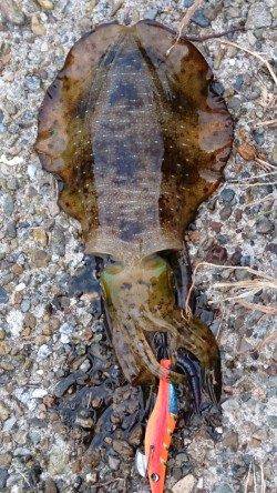 伊根でエギング　キープ16パイ・リリース8パイ