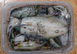 伊根でエギング　キープ16パイ・リリース8パイ