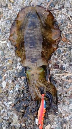 伊根でエギング　キープ16パイ・リリース8…