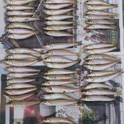 淡路、キス投げ釣り。5本針に5連も！！！