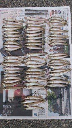 淡路、キス投げ釣り。5本針に5連も！！！