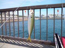 アジュールでサビキ、コンスタントに釣れました