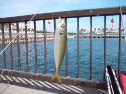 アジュールでサビキ、コンスタントに釣れまし…