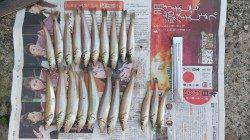 12・13と淡路でキス釣り、両日ともに20匹オーバー