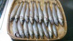 都志　投げ釣り（引き釣り）でキス20尾　風と濁りで苦戦の釣り