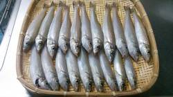 都志　投げ釣り（引き釣り）でキス20尾　風…