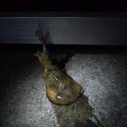 新浜漁港のエギング　底で乗りました