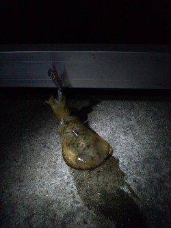 新浜漁港のエギング　底で乗りました