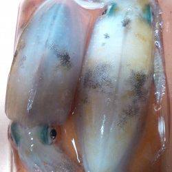 新浜漁港のエギング　底で乗りました