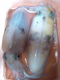 新浜漁港のエギング　底で乗りました