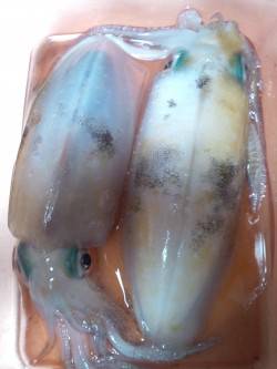 新浜漁港のエギング　底で乗りました