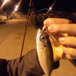 林崎漁港でアジング、サビキとは違う引きを楽しませてくれました