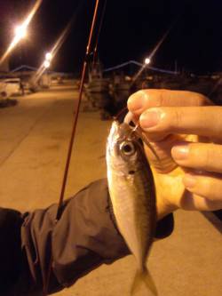 林崎漁港でアジング、サビキとは違う引きを楽…