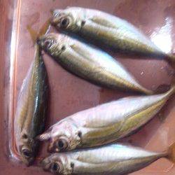 林崎漁港でアジング、サビキとは違う引きを楽しませてくれました