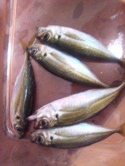 林崎漁港でアジング、サビキとは違う引きを楽しませてくれました