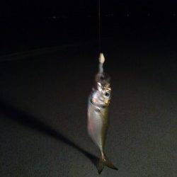 東二見のアジング釣果