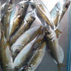 東二見のアジング釣果