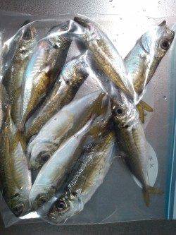 東二見のアジング釣果