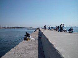 東二見　サビキでアジ快釣　波止際より遠投をオススメ