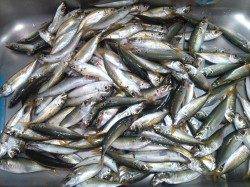 東二見　サビキでアジ快釣　波止際より遠投をオススメ