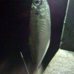 田ノ浦漁港内の常夜灯下にてアジング、4打数6バラシ