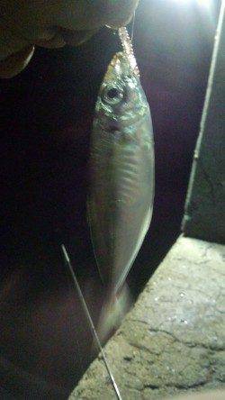 田ノ浦漁港内の常夜灯下にてアジング、4打数6バラシ